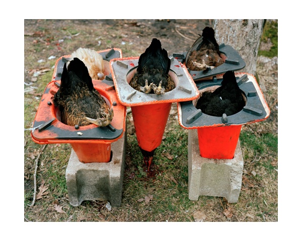 David Welch (Martha's Vineyard, MA) Draining Chickens 30 x 24 inches Courtesy of the artist