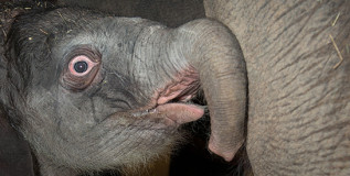 Houston Zoo Gives Birth To 385 Pounds of Big Big Love!