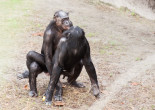 Happy Valentine’s Day From The Kinky Sex Lives of Animals