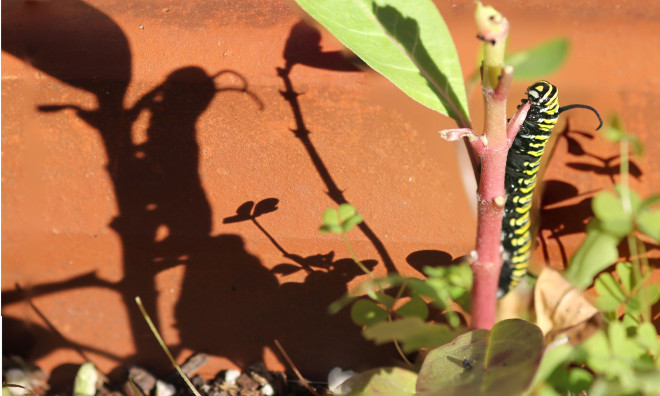 monarch-caterpillar-shadow